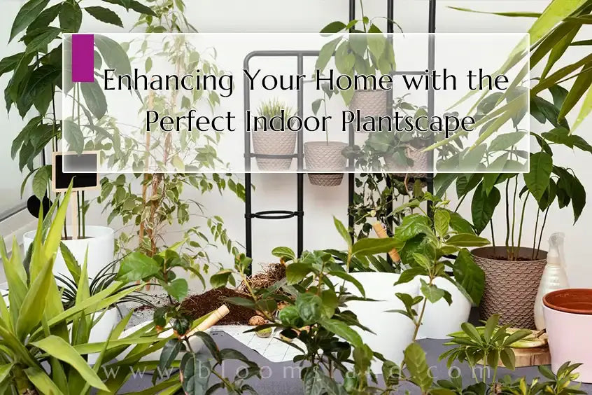 Enhancing_Your_Home_with_the_Perfect_Indoor_Plantscape