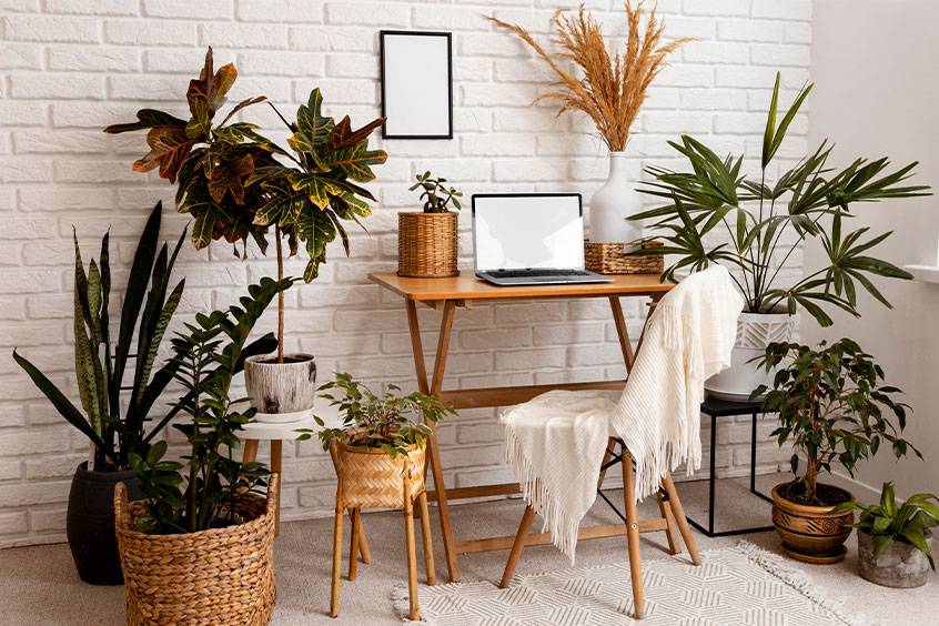 Choosing the Perfect Flowers for Interior Design | Blooms Land