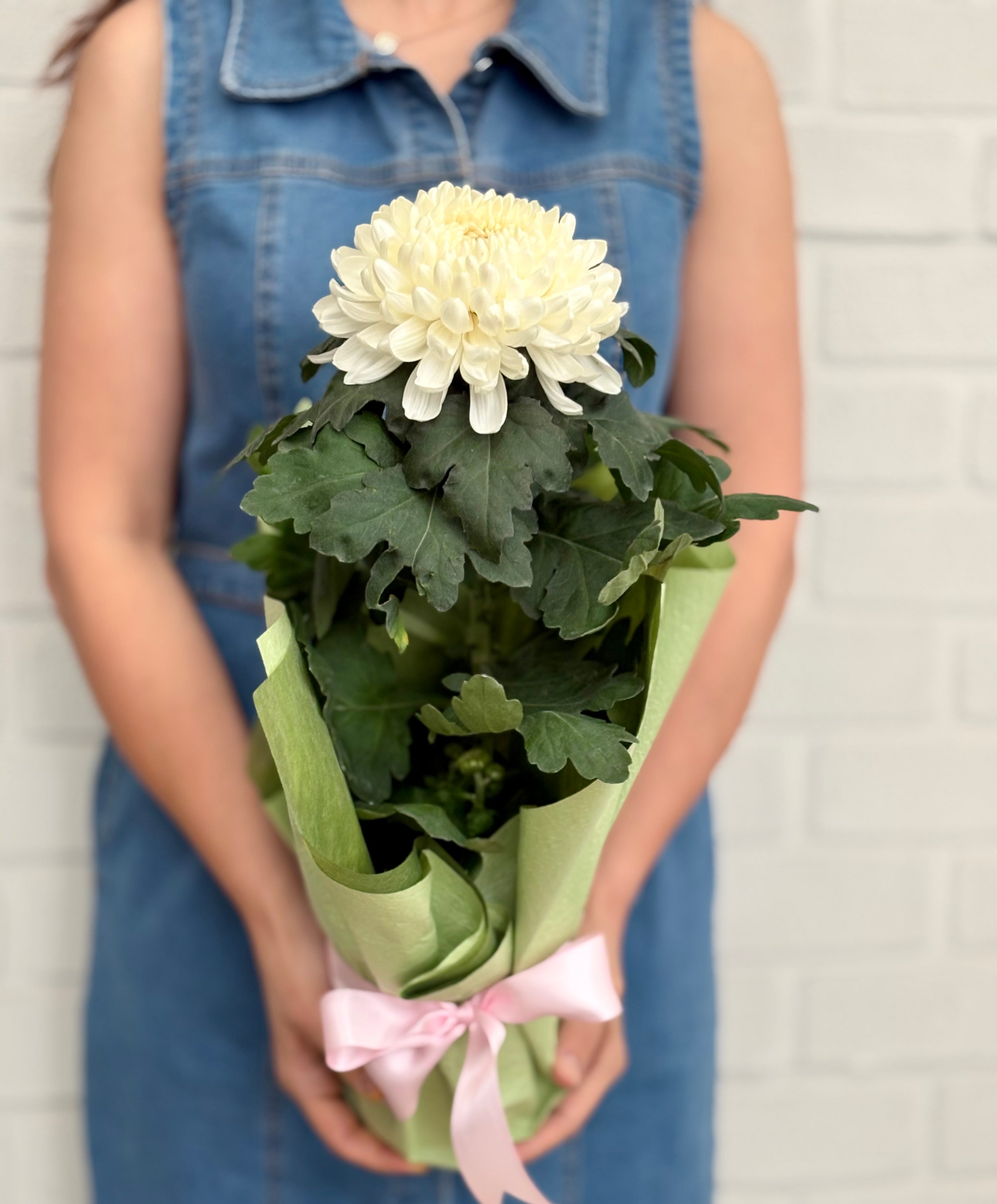 Elegant White Disbud Mum